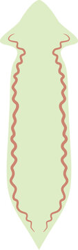 Flatworm Planarian Anatomy Nervous System Structure