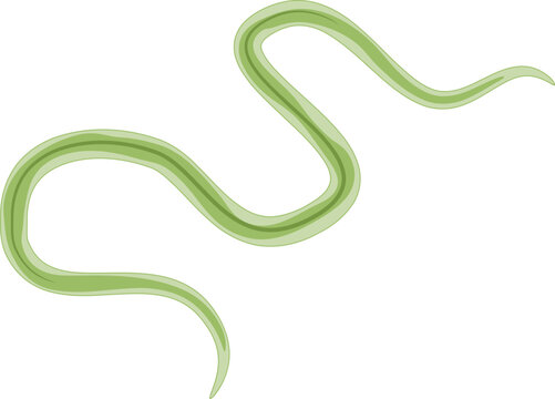 Haemonchus