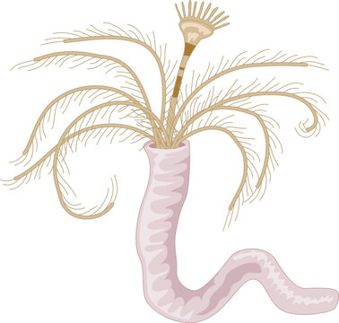 Marine Tubeworm