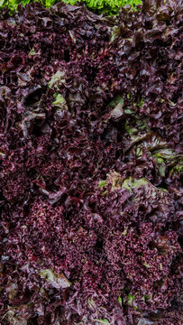 Close up of fresh red loose leaf lettuce texture. Background of organic lollo rossa lettuce.