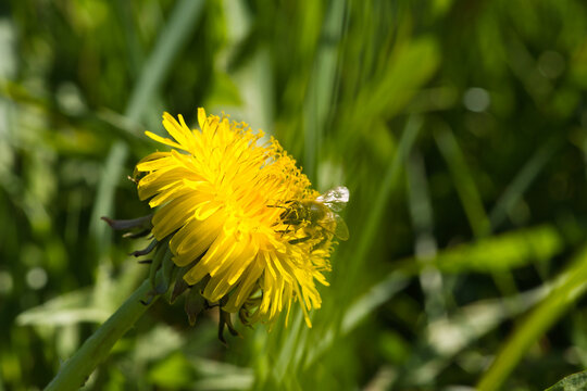 Honeybee collecting pollen on a yellow dandelion flower.