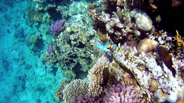 A parrotfish swim near a reef in the Red Sea
