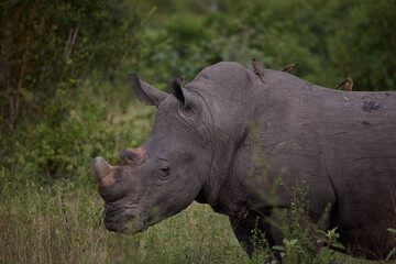 Obraz premium White rhinoceros with oxpecker birds grazing in a South Africa nature reserve at dusk