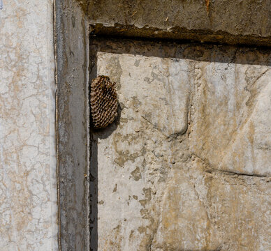 Wasp nest showing hexagonal cells on concrete wall