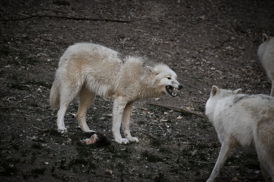 White wolf aggressively defending prey against pack members.