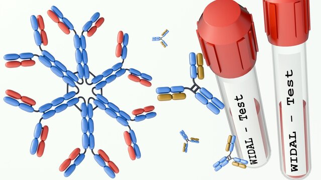 A 3d rendering of medical blood collection tubes with red caps bearing labels printed with "WIDAL - Test", pentameric IgM antibody structure and monomeric IgG antibody structures.