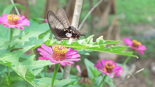 Beautiful Black Butterfly Feeding on Pink Zinnia Flower in Natural Garden with Soft Green Bokeh Background