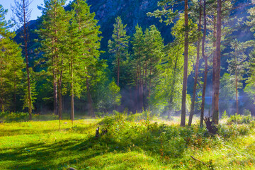 beautiful green forest glade, summer outdoor scene © Yuriy Kulik