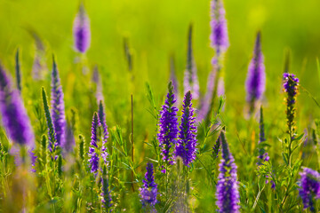 Obraz premium closeup heap of wild flowers in green summer prairie