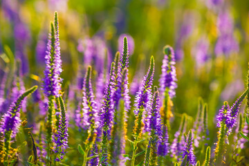 Obraz premium closeup heap of wild flowers in green summer prairie