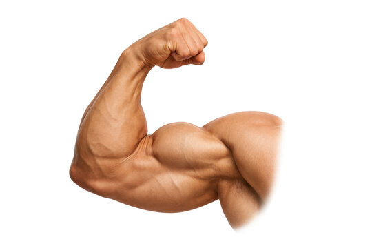 Muscular flexed arm biceps, strong male bodybuilder muscle definition, fitness strength training concept photo isolated PNG with Transparent Background