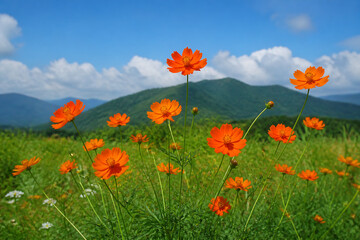 Naklejka premium Bright orange and red flowers bloom in a green field under a blue sky with mountains in the background.