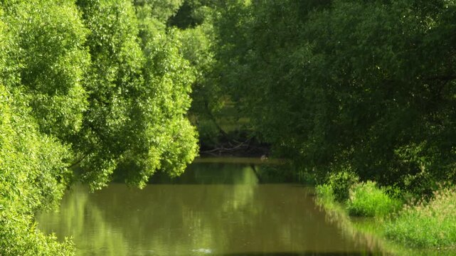 Lush green trees frame a calm river. Water reflects the dense foliage above. Sunlight filters through the canopy into the scene. Tranquil river flows beneath tall leafy trees
