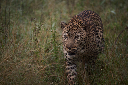 Leopard stalking through tall grass in a South Africa nature reserve at dusk