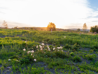 Common dandelion seed heads, Taraxacum officinale, glowing in a green meadow at sunset near Krakow, Poland. Warm golden light, spring grass, rural field, wild plant seed heads and peaceful natural lan © Volha