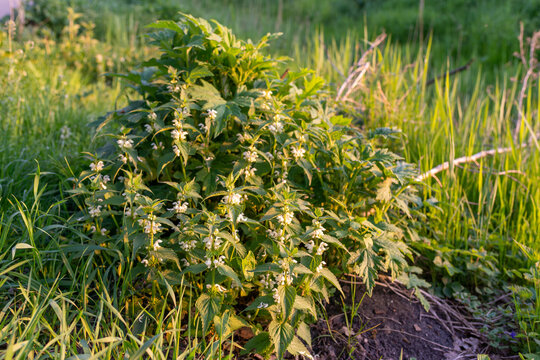 White dead nettle, Lamium album, blooming with small white flowers among tall grass in Krakow, Poland. Fresh spring wild herb with serrated leaves, natural meadow vegetation, medicinal plant and polli
