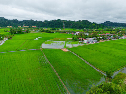 Aerial drone view of majestic paddy fields scenery at Bintong, Perlis, Malaysia