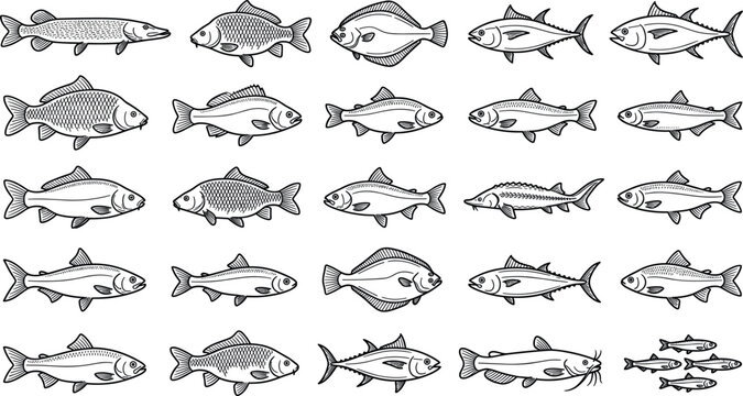 Vintage Black and White Fish Engraving Style Vector Illustration Set Featuring Diverse Fresh Water and Marine Ocean Sea Species for Seafood Market BrandingVintage Black and White Fish Engraving Style 