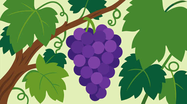 Lush cluster of ripe purple grapes hanging from a green vineyard vine with curling tendrils and broad leaves, fresh vector illustration for wine harvest, organic fruit, agriculture and summer produce