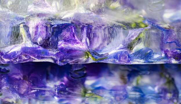 abstract wallpaper with frozen purple delphinium or larkspur flowers in translucent ice with mirror