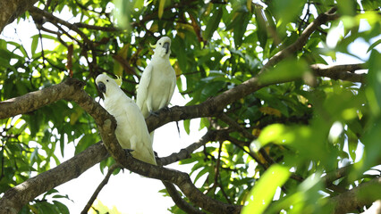Fototapeta premium Two Sulphur-Crested Cockatoos Perched on a Tree Branch in Australia