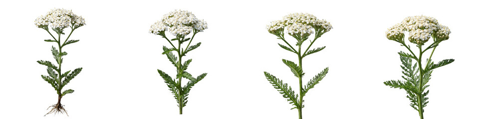 Yarrow Plant Botanical Set: White Achillea Millefolium Flowers with Fern-like Leaves, Isolated Wildflower Illustrations for Herbal Medicine and Nature Education © Khanji