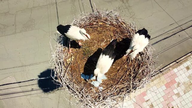 Top-down drone view of a white stork nest in Yasna Polyana, Bulgaria