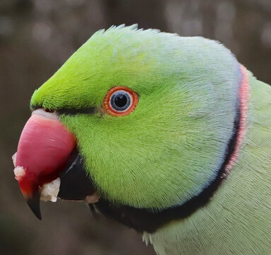Extreme close-up of a vibrant green ring-necked parakeet with a bright red beak