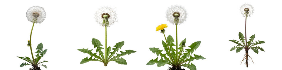 Dandelion Life Cycle: Detailed Botanical Study of Dandelion Plants, From Yellow Flowers to Seed Heads and Seedlings, High-Quality Educational Plant Growth Images © Khanji