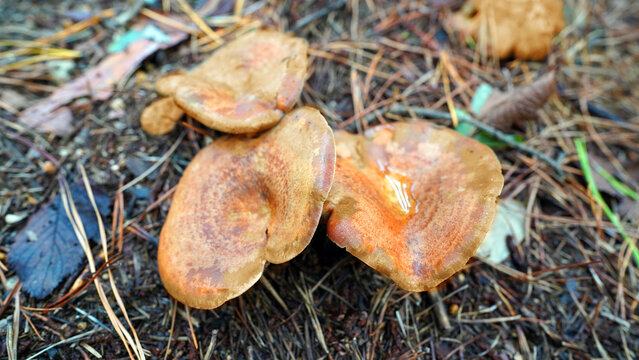 Saffron Milk Cap Mushroom with Orange Latex in Pine Forest