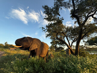 Elephant family grazing near trees at sunset in a South Africa nature reserve safari landscape © Natural Light