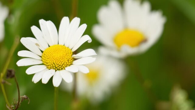 Close-up of a Bellis perennis daisy with white petals and yellow center. Two daisies bloom softly in the middle ground. Three daisies frame a lush, vibrant garden scene. Perfect for spring photography
