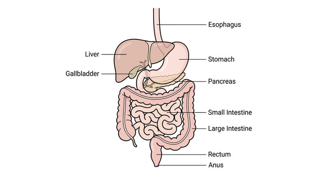 Human Digestive System Anatomy Diagram with Labels: Esophagus, Stomach, Liver, Pancreas