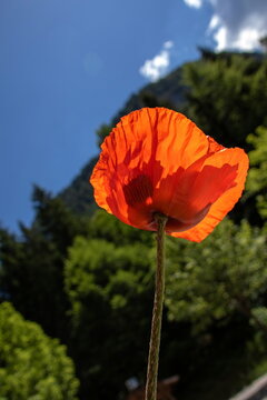 Mohnblume