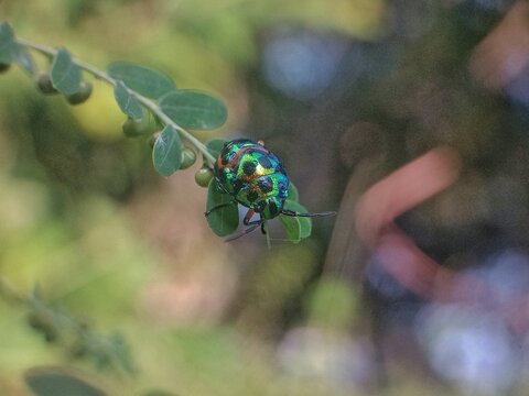 beetle on a leaf