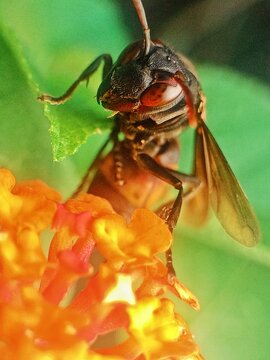 Close-up of a wasp foraging for nectar on a flower