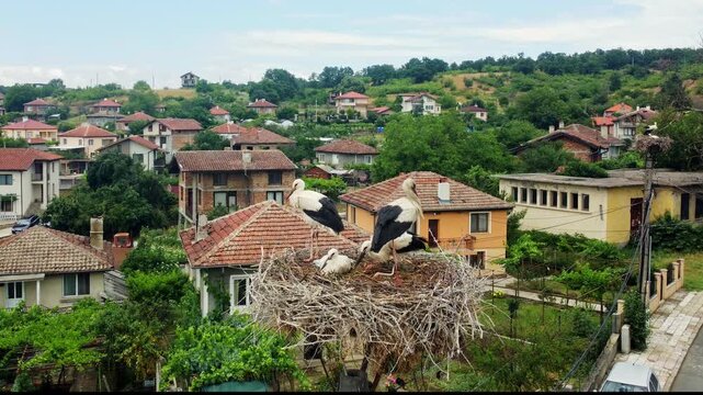 White storks feeding in nest above Yasna Polyana village in Bulgaria