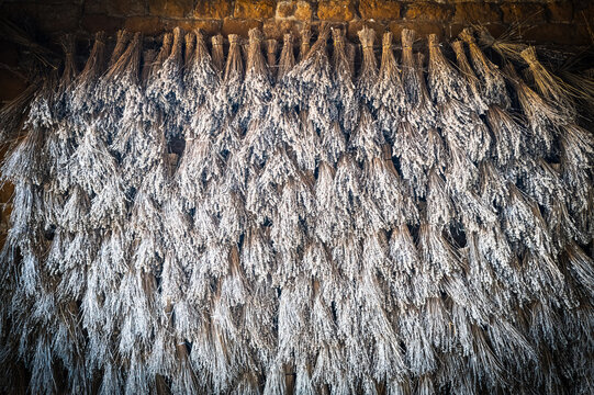 Abstract view of bunches of dried lavender plants attached to a brick wall in Norfolk, UK. The bunches of the fragrant plant are being dried before selling.
