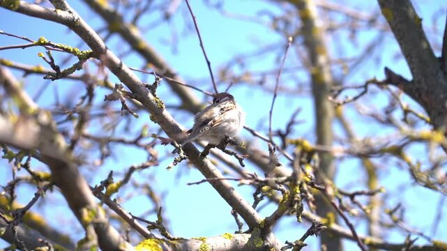 Small bird perches on a thin branch. Branches covered with lichen and bare twigs. Clear blue sky forms the backdrop. Bird appears alert, scanning surroundings. Scene captures early spring forest