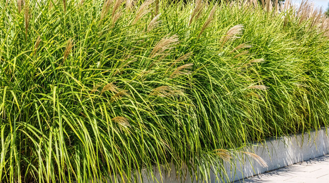 Dense green Miscanthus ornamental grass foliage creating seamless botanical backdrop.