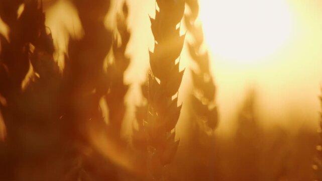Blurred background of wheat ears in field in golden sunset sunlight close-up, beauty in nature, slider shot