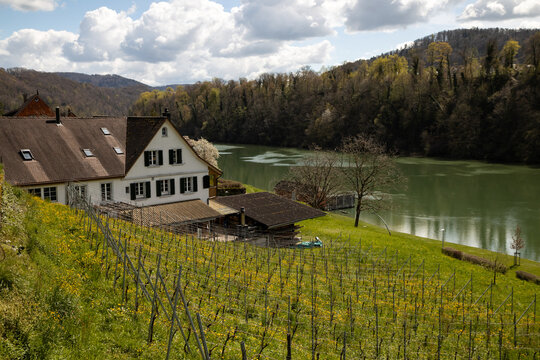 Picturesque rural landscape with a white house and vineyard by the tranquil Rhine river in Eglisau, Switzerland