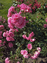 Fototapeta premium Pink roses bloom in a garden during afternoon sunlight with green leaves nearby and various other flowers in the background