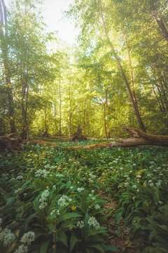 Wild garlic flowers in a green Ostrava forest during morning sunlight