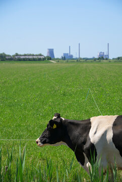 Cow in pasture with power station in Overdiepse polder