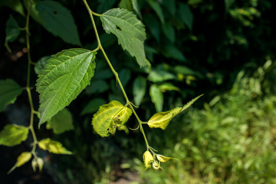 Green tree branch with leaves damaged by aphids and insects, showing curled and deformed foliage. Plant disease and pest infestation concept for nature and ecology photography