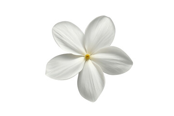 Fototapeta premium White jasmine flower blooming on transparent background, fresh fragrant blossom, delicate botanical flora, spring season