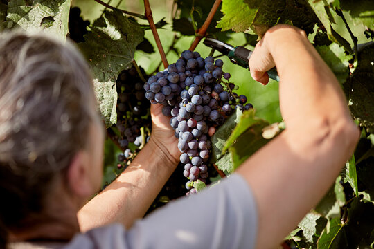 Farmer cutting bunch of fresh grapes with pruning shears