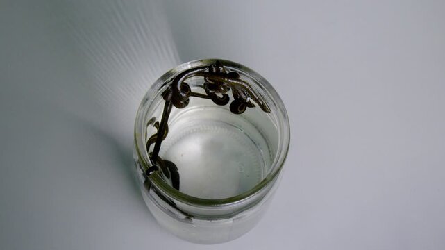 Medicinal Leeches Swimming in Glass Jar with Water Close Up