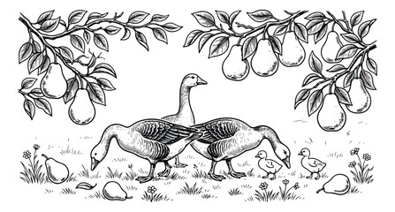 Vintage woodcut illustration of geese in a pear orchard, antique farm engraving of birds and fruit trees, rustic black and white vector art © sajida